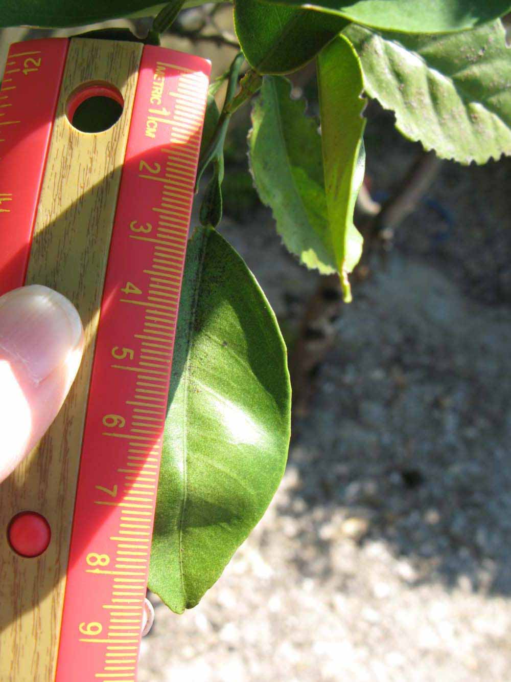              Unifoliolate leaf (Winter Haven, FL)       